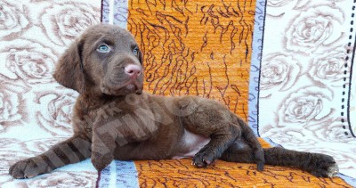 Щенок Чесапик-бей ретривер